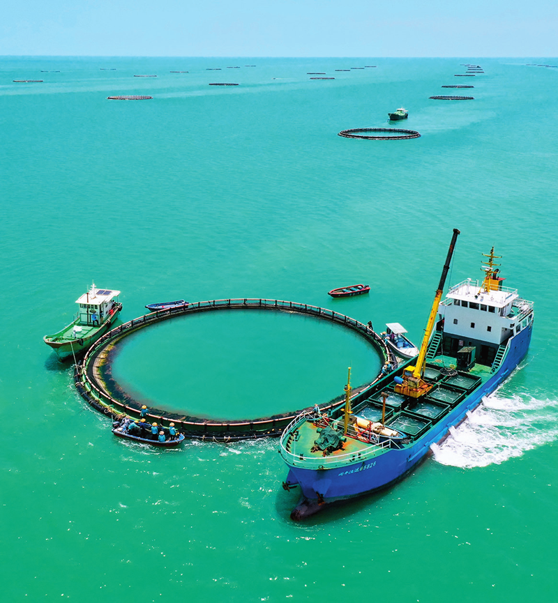 海洋牧场.png